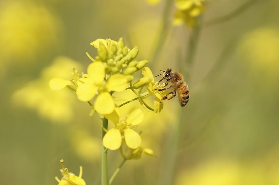 honey bee perched yellow petaled flower preview