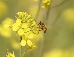 honey bee perched yellow petaled flower thumbnail