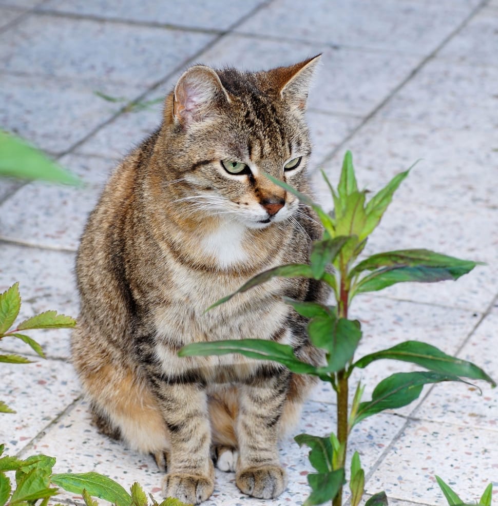 brown tabby cat preview