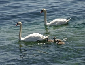 two white swan on body of water during daytime thumbnail
