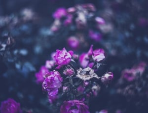 purple and white petaled flowers thumbnail