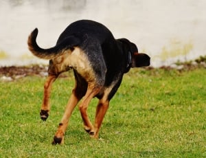 brown and black short coated dog thumbnail