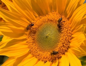 three honey bees on yellow sunflower thumbnail