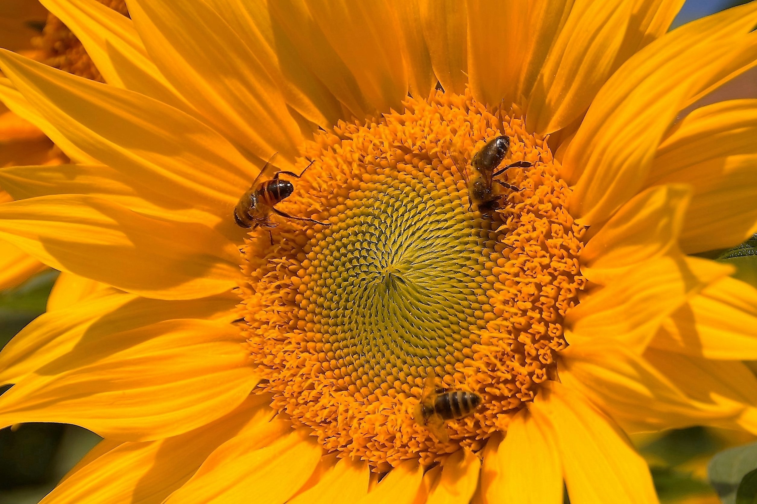 three honey bees on yellow sunflower