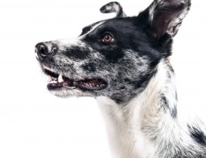 white and black jack russell terrier mix thumbnail