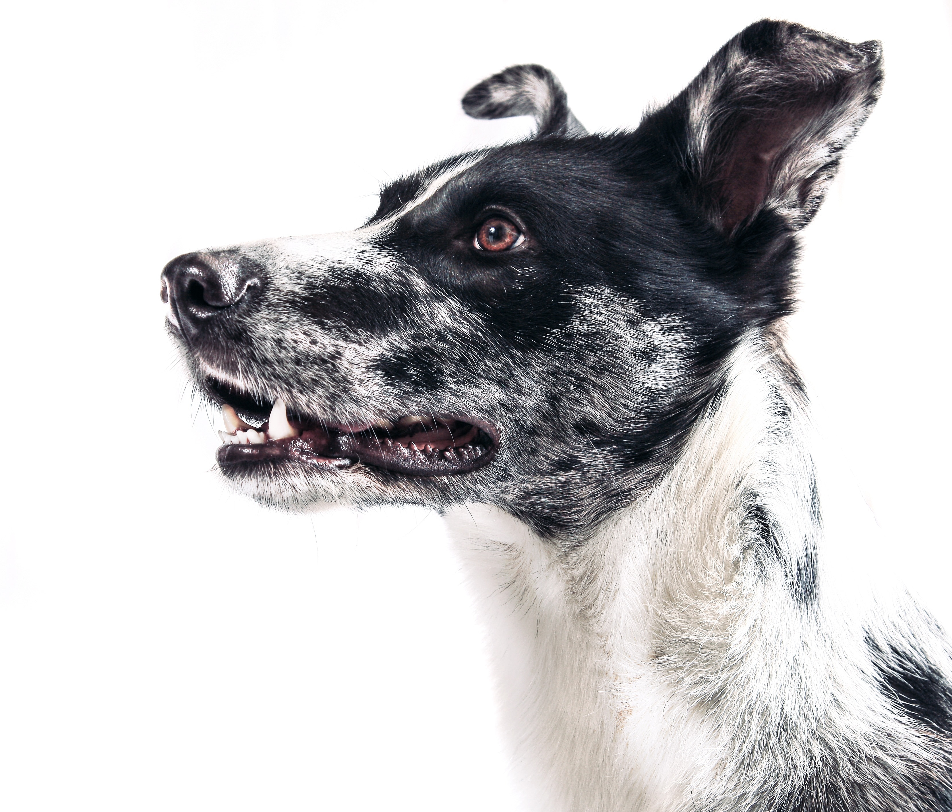 white and black jack russell terrier mix