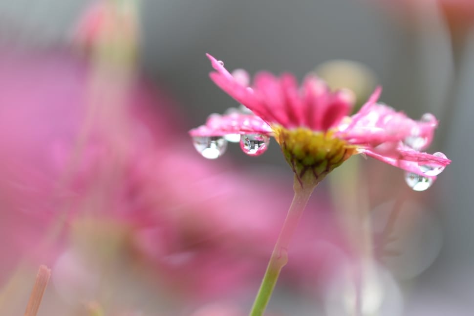 close up photography of pink petaled flower with water drops preview