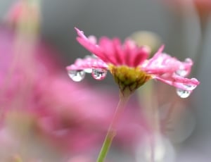 close up photography of pink petaled flower with water drops thumbnail