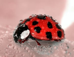 red and black ladybugf thumbnail