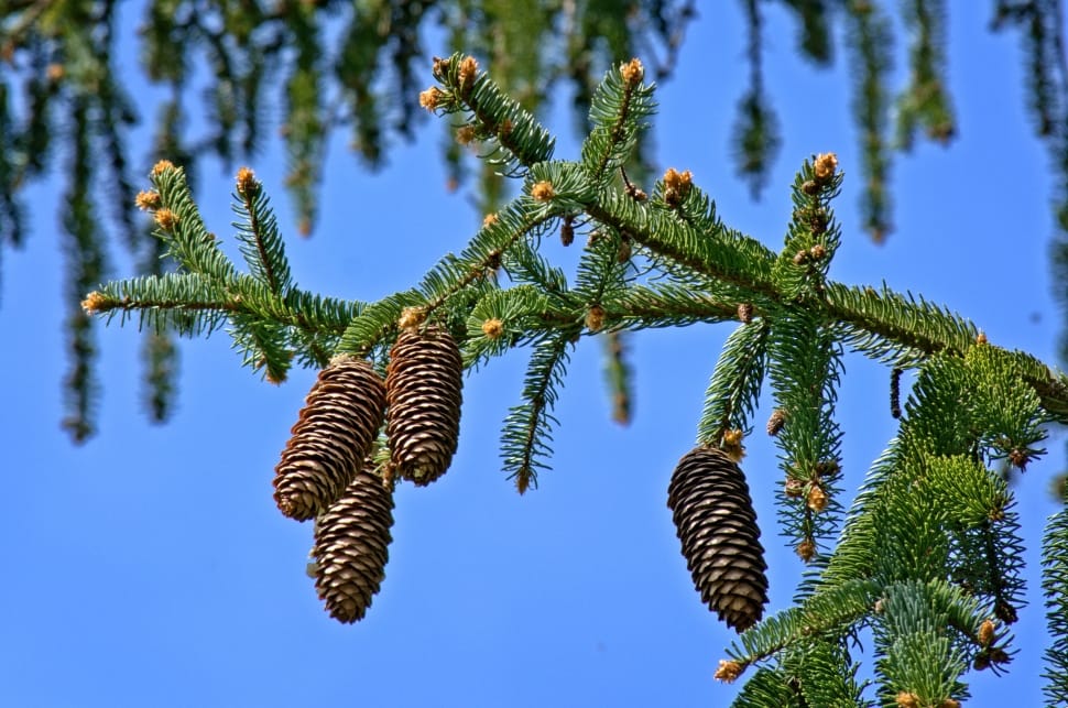 Tap, Christmas Tree, Branch, Tannenzweig, low angle view, tree preview