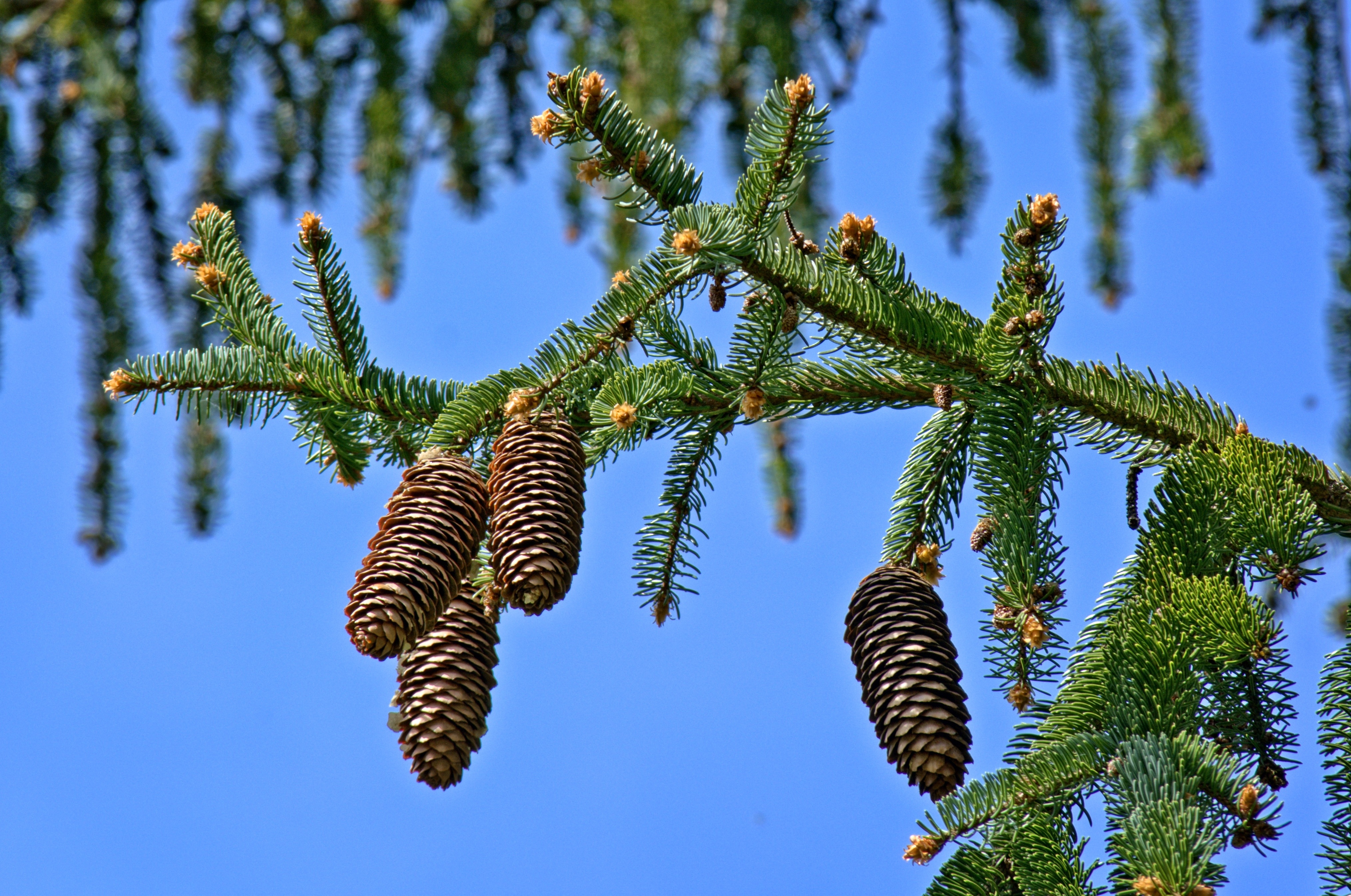 Tap, Christmas Tree, Branch, Tannenzweig, low angle view, tree