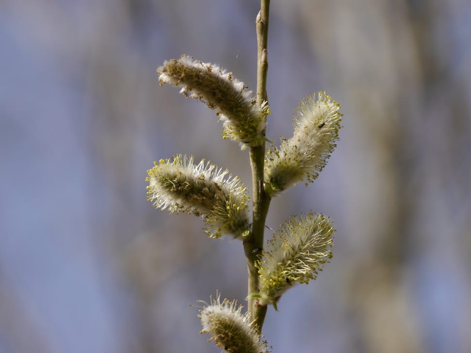 focus photography of flower bud at daytime preview