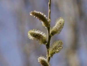 focus photography of flower bud at daytime thumbnail