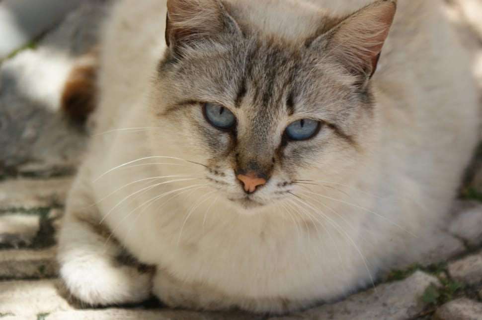 white and gray short fur cat preview