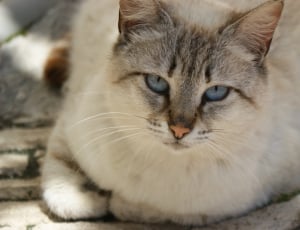white and gray short fur cat thumbnail