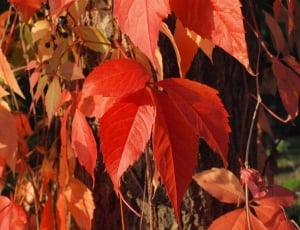 Leaves, Red, Wine Partner, Autumn, leaf, autumn thumbnail