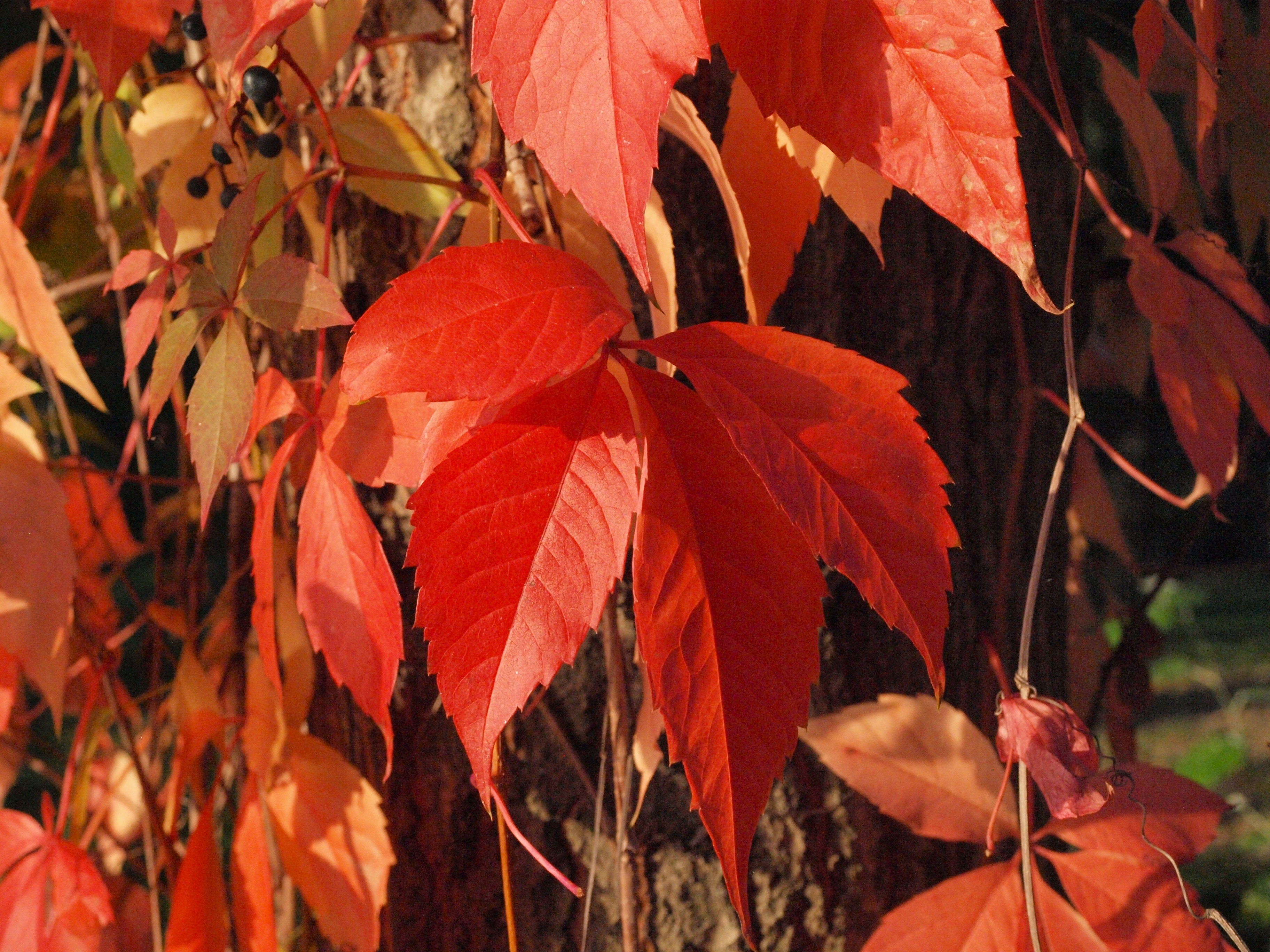Leaves, Red, Wine Partner, Autumn, leaf, autumn