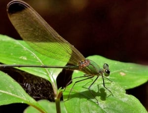green damselfly perched on green leaf in closeup photo thumbnail