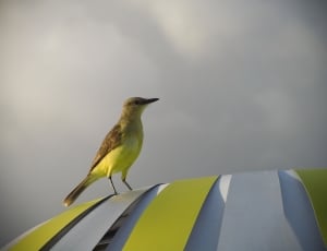 yellow and gray feathered bird on white and gray wooden structure photo thumbnail