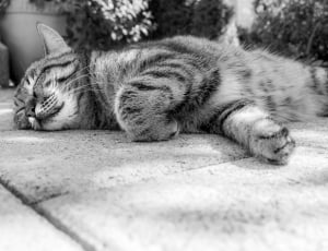 silver tabby cat on floor grayscale thumbnail