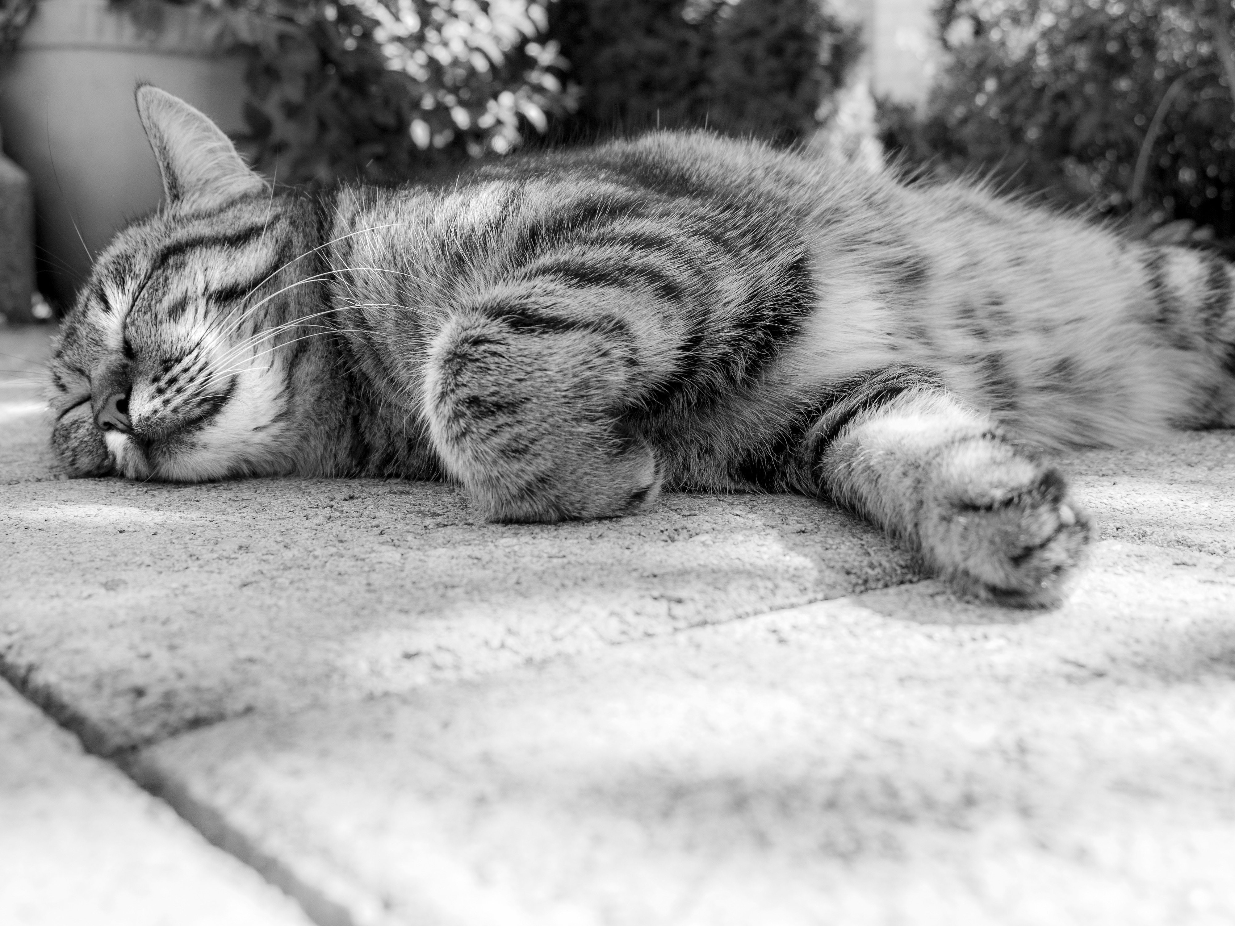 silver tabby cat on floor grayscale