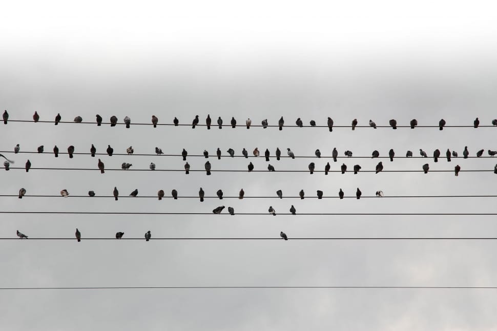 97 Pigeons on wires preview