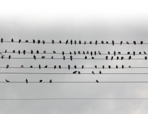 97 Pigeons on wires thumbnail