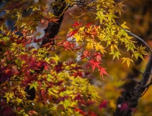 Autumn Leave, Japan, Nature, Maple, autumn, leaf thumbnail