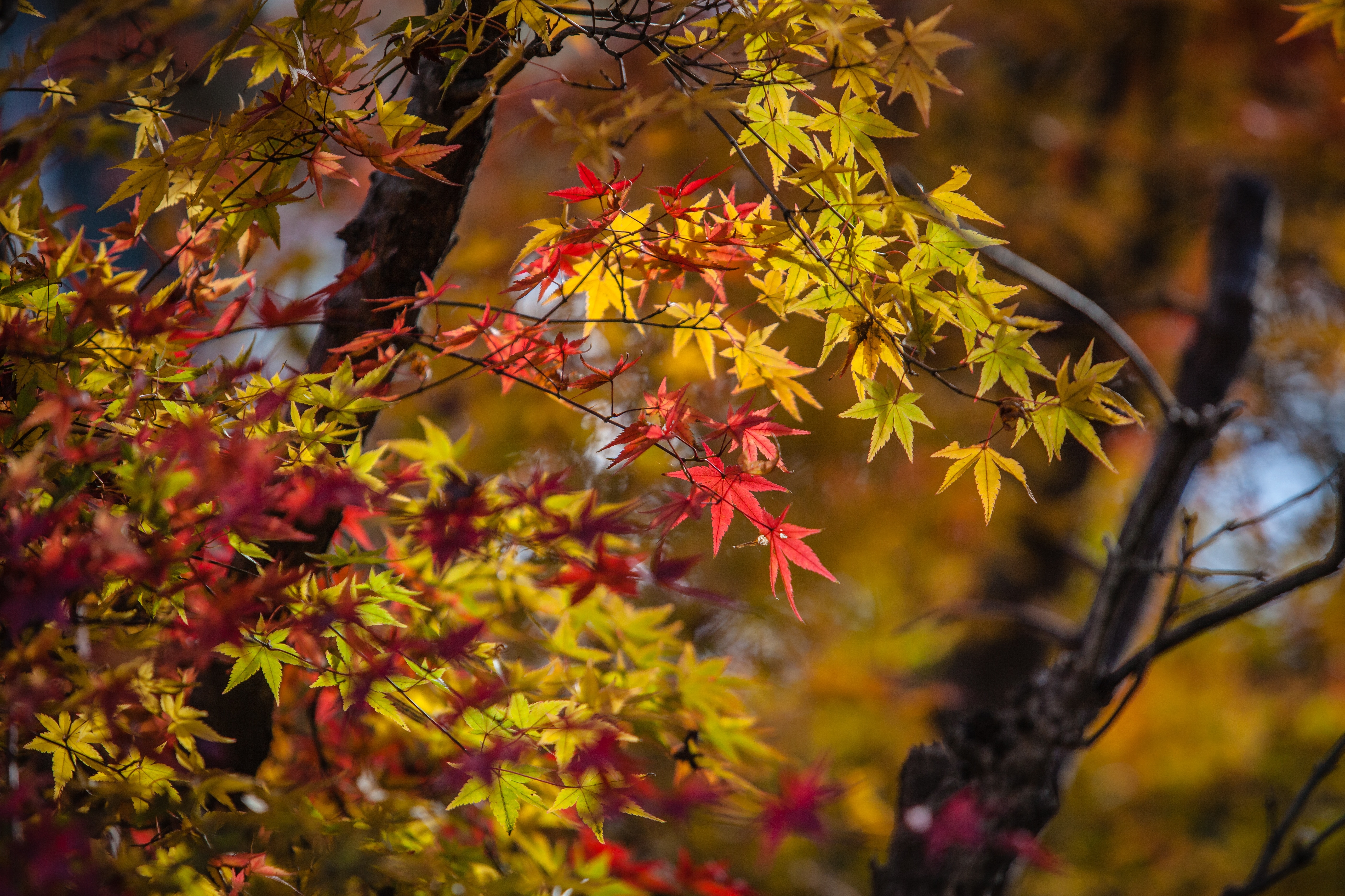 Autumn Leave, Japan, Nature, Maple, autumn, leaf