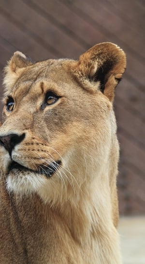 female lion photo thumbnail