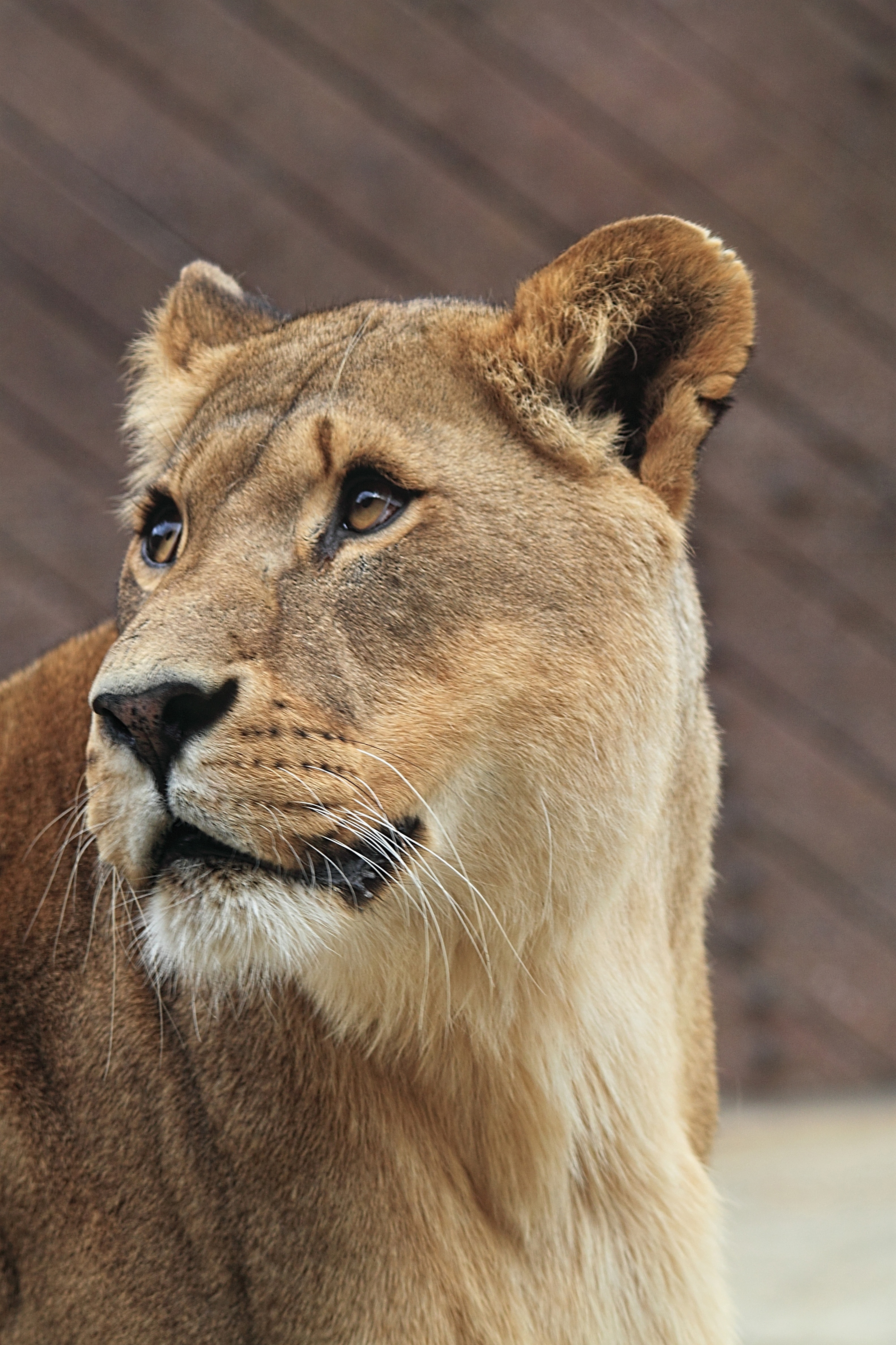 female lion photo