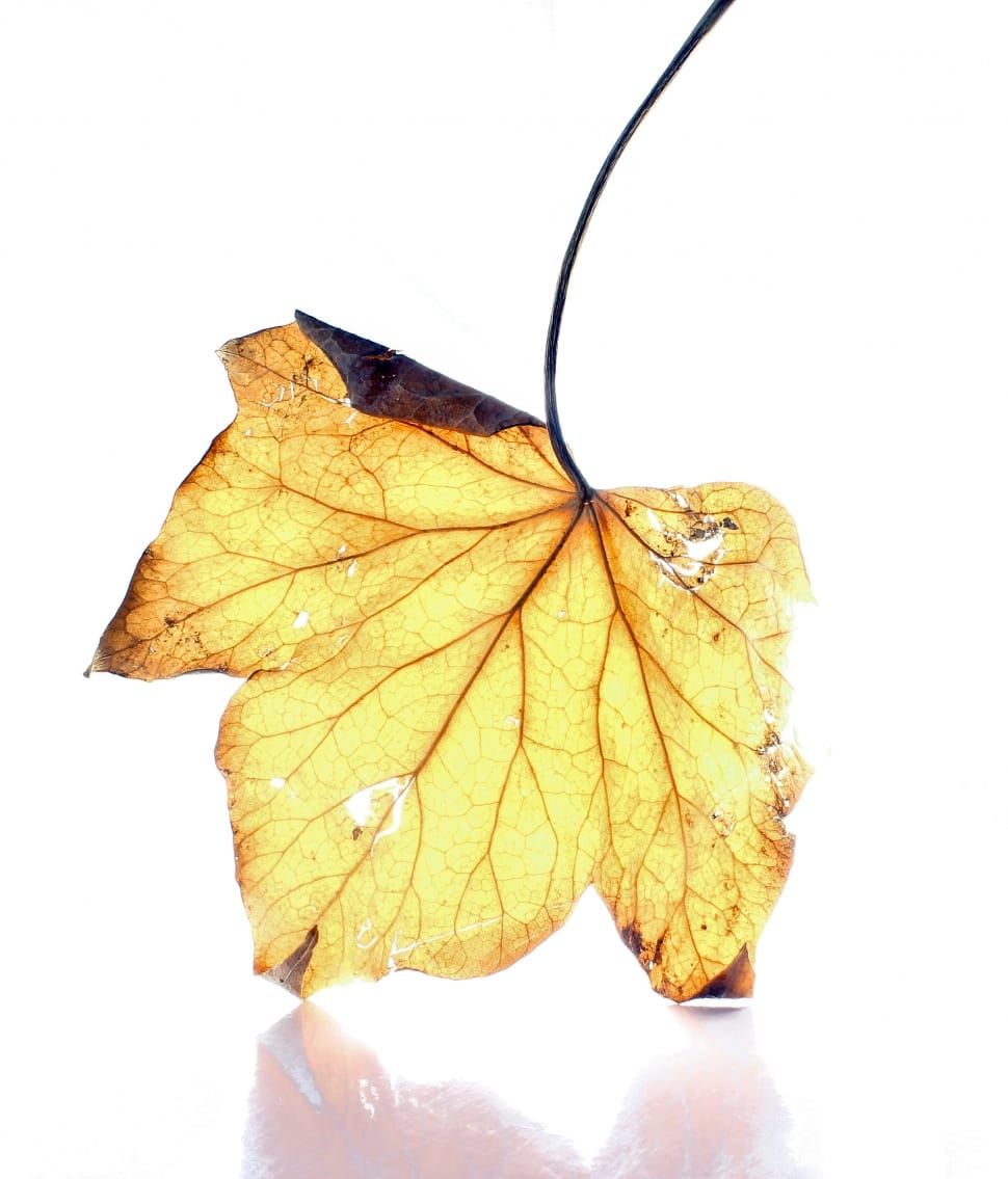 Light, White Background, Dead Leaf, leaf, yellow preview
