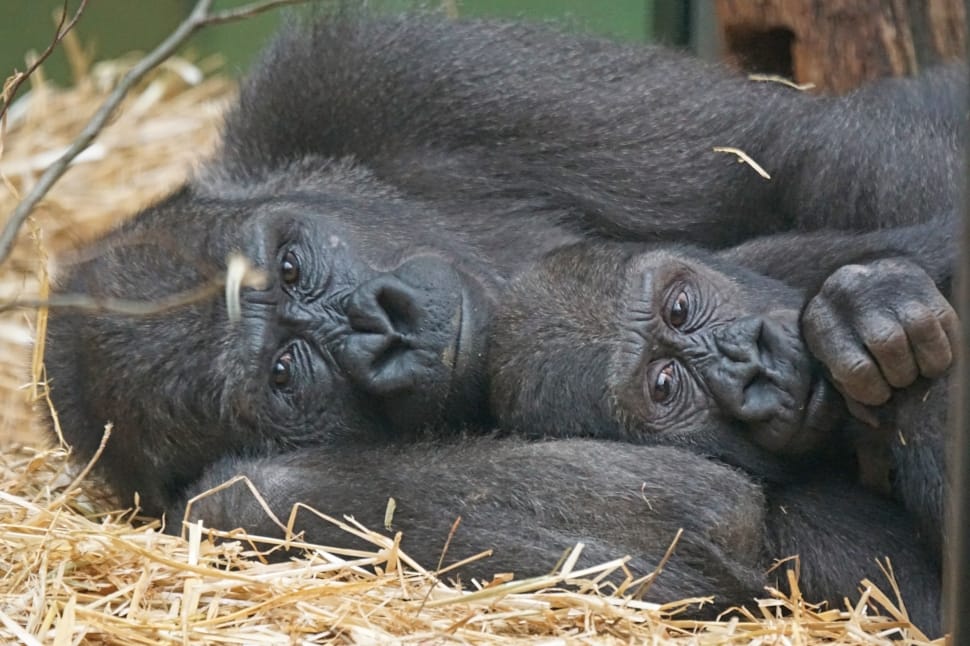 grey gorilla lying on brown hay preview