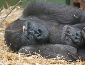 grey gorilla lying on brown hay thumbnail