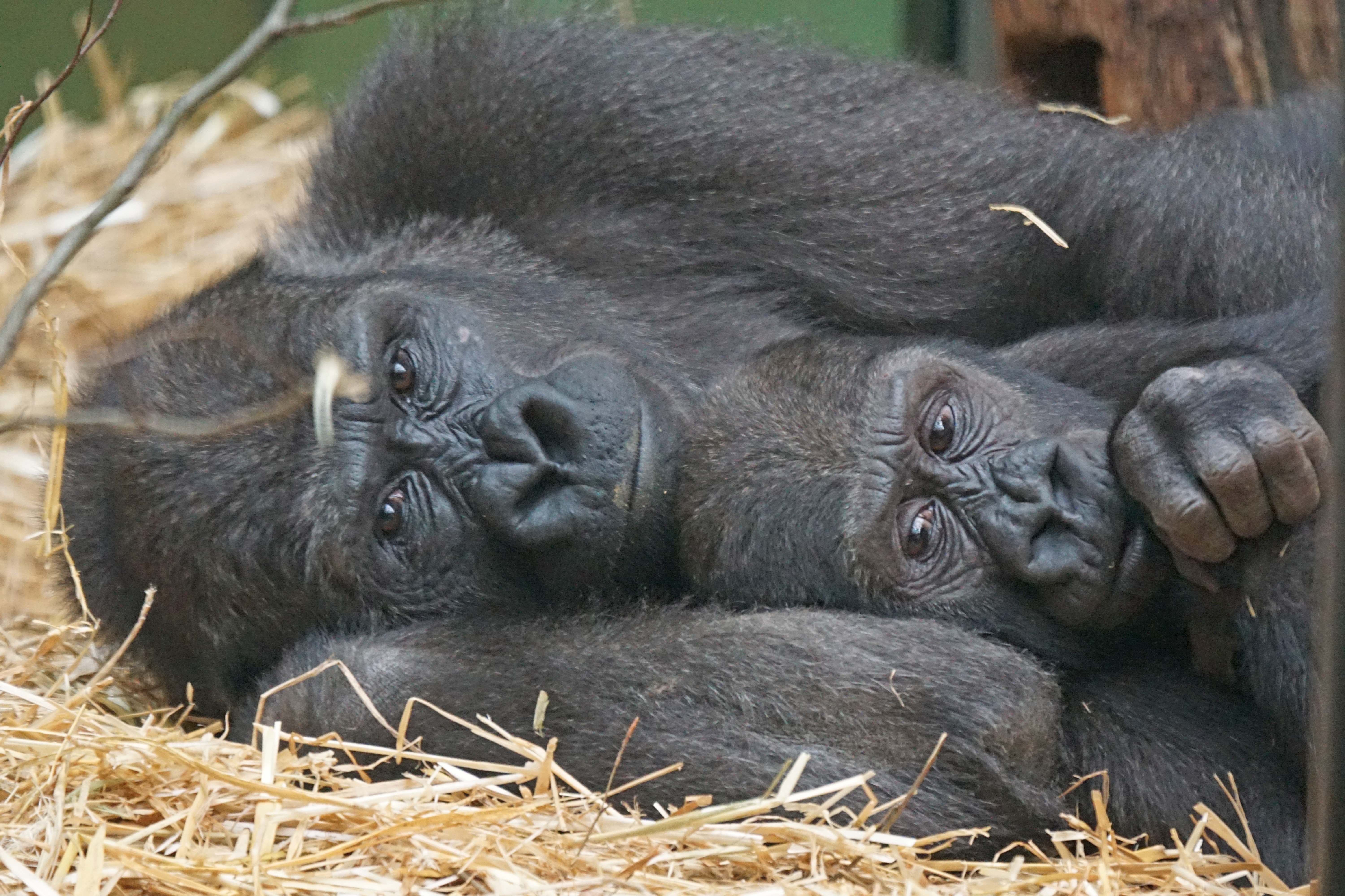 grey gorilla lying on brown hay