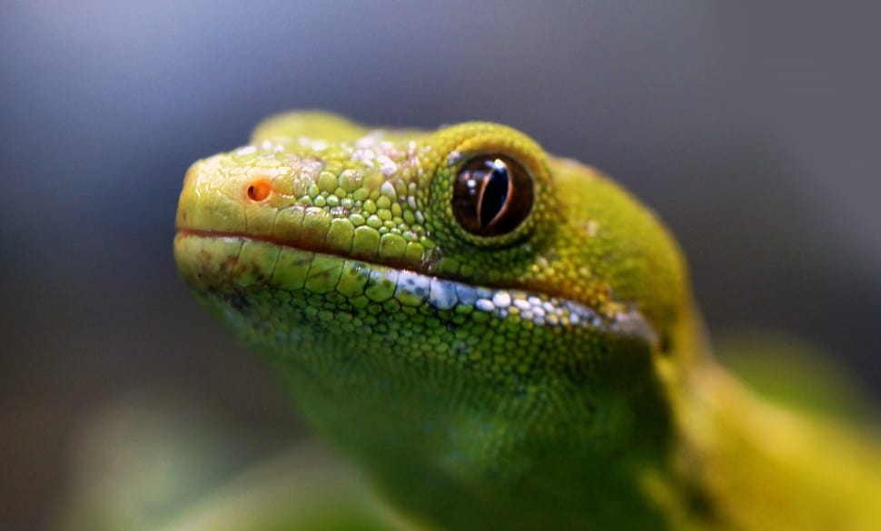 Northland Green Gecko.NZ free image - Peakpx