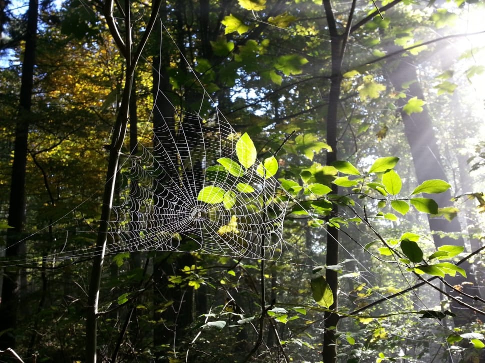 Trees, Spider Webs, Forest, Cobweb, tree, leaf preview