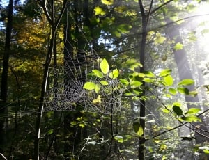 Trees, Spider Webs, Forest, Cobweb, tree, leaf thumbnail