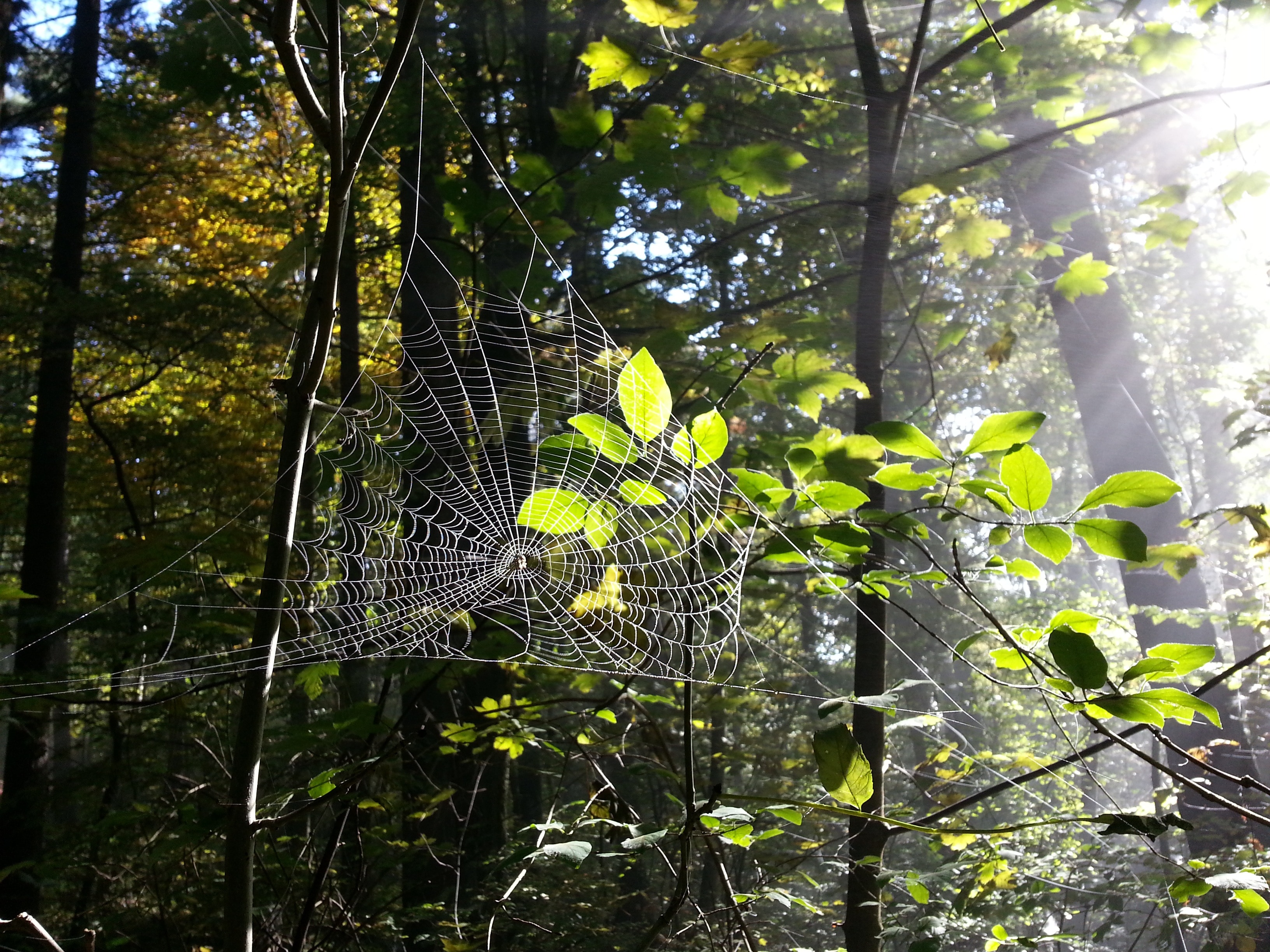 Trees, Spider Webs, Forest, Cobweb, tree, leaf