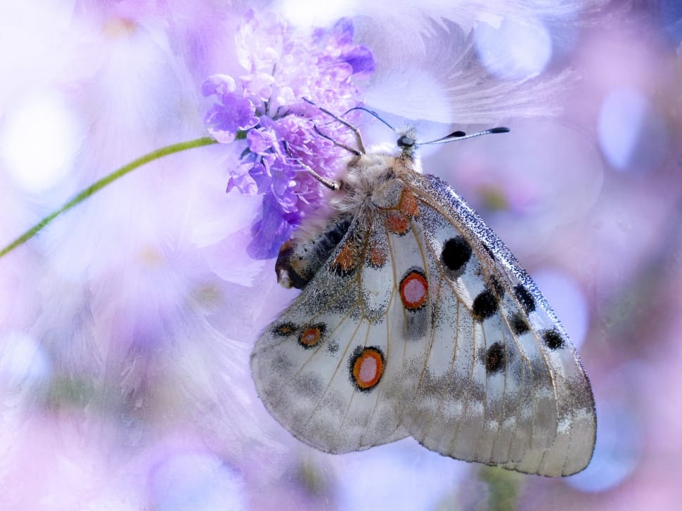 close up photography of Apollo butterfly preview