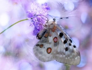 close up photography of Apollo butterfly thumbnail