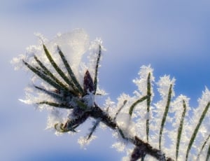 white snowflake and green leaf plant thumbnail