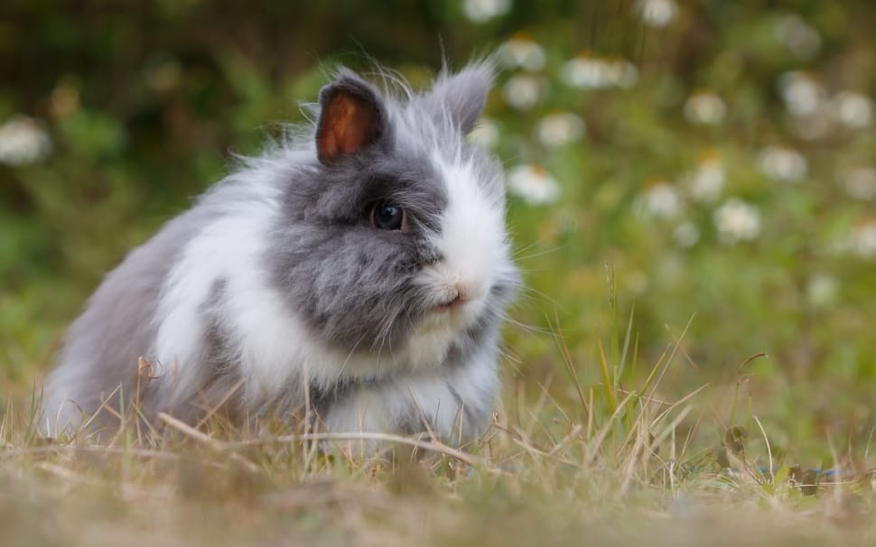 grey and white rabbit on grass ground during daytime preview