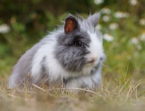 grey and white rabbit on grass ground during daytime thumbnail