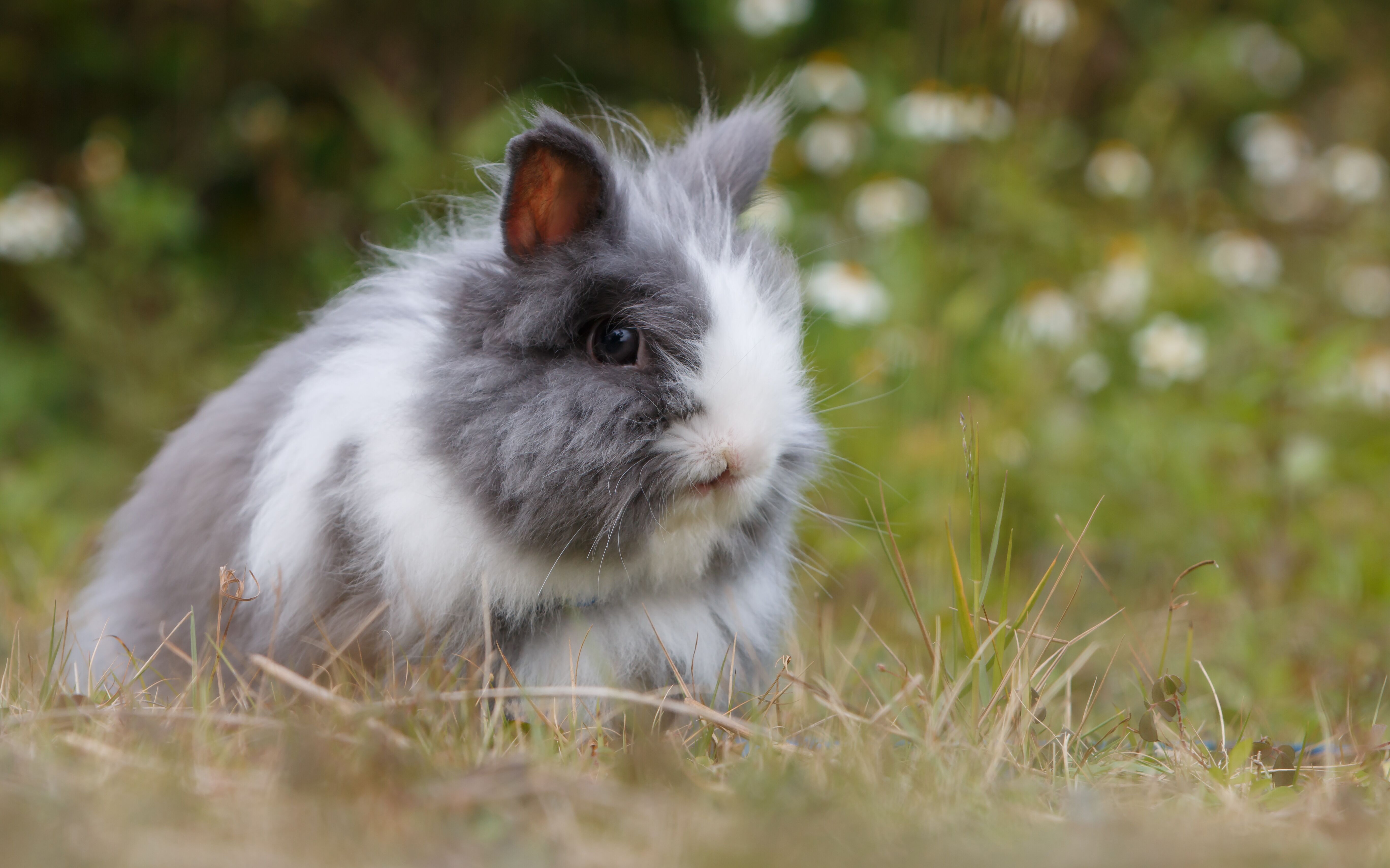 grey and white rabbit on grass ground during daytime