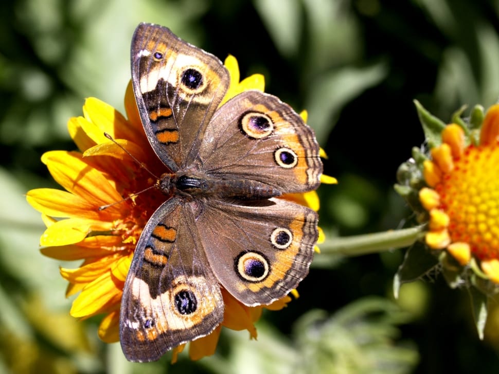 selective focus close up photography common buckeye on yellow petaled flower during day time preview