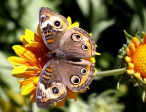 selective focus close up photography common buckeye on yellow petaled flower during day time thumbnail