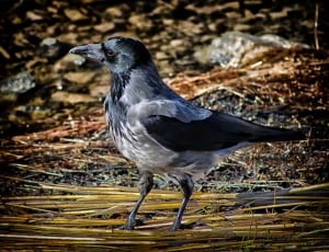 black and grey crow thumbnail