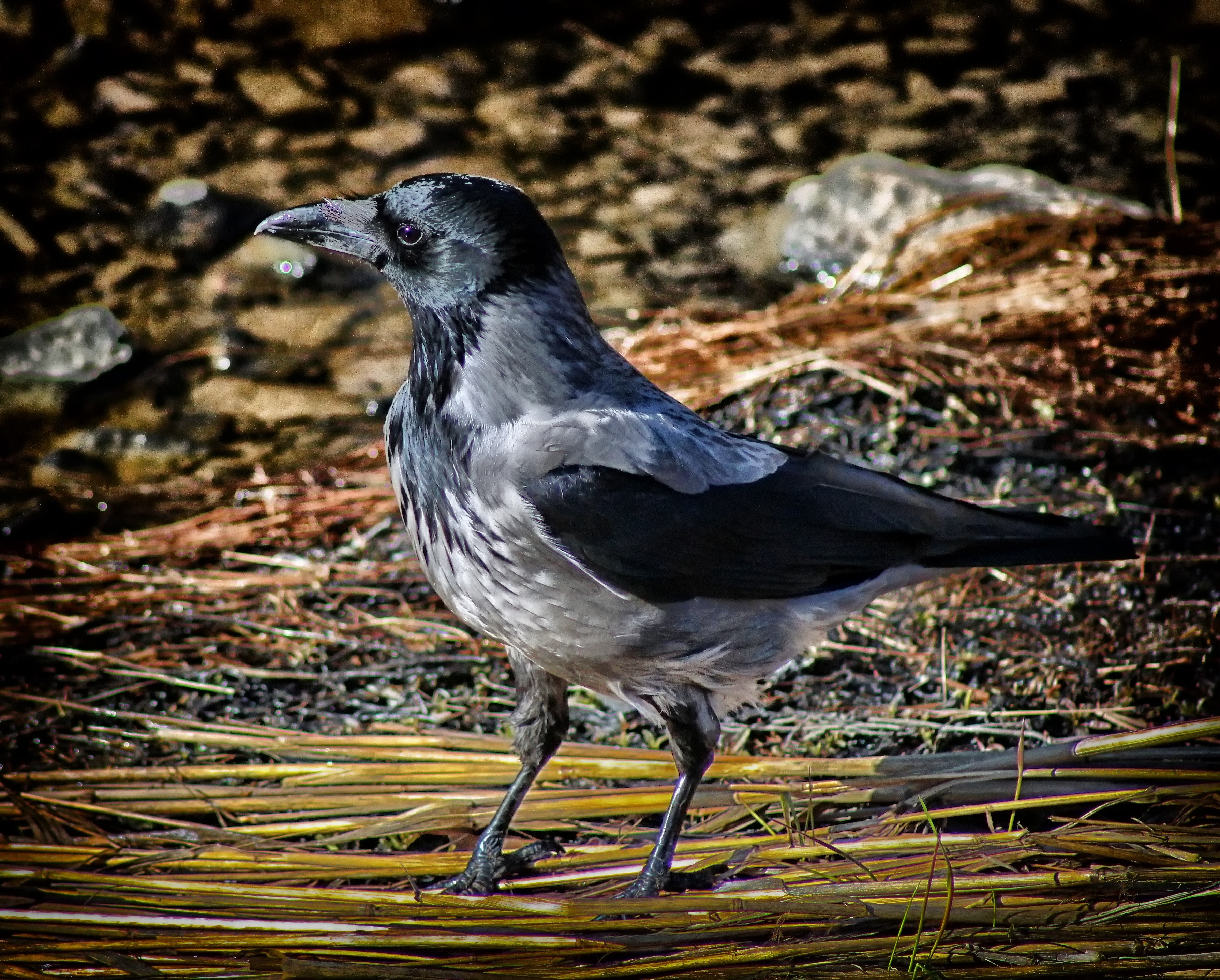 black and grey crow