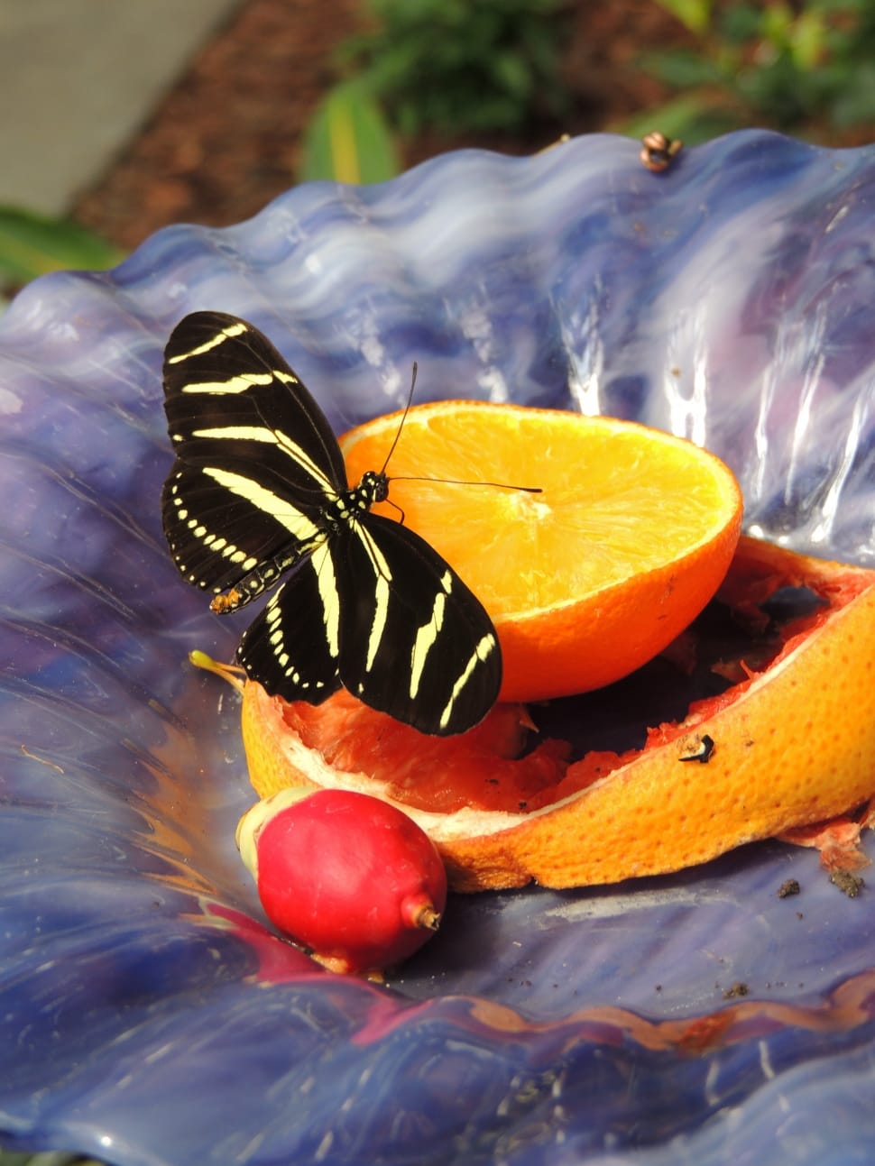 Butterfly, Orange, Insect, Wing, insect, animal themes preview